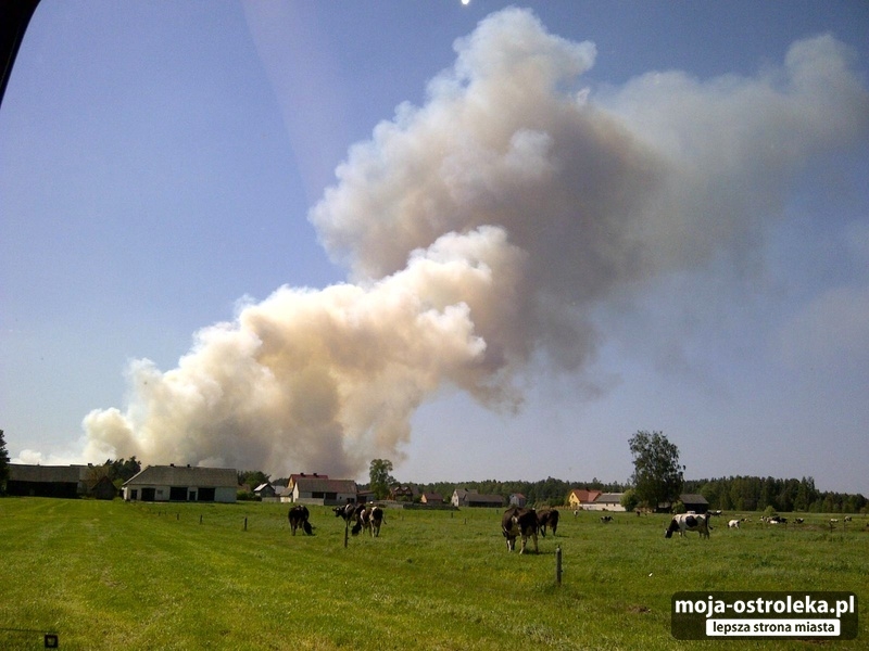 Pożar lasu w Glebie k. Ostrołęki (24.05.2014)